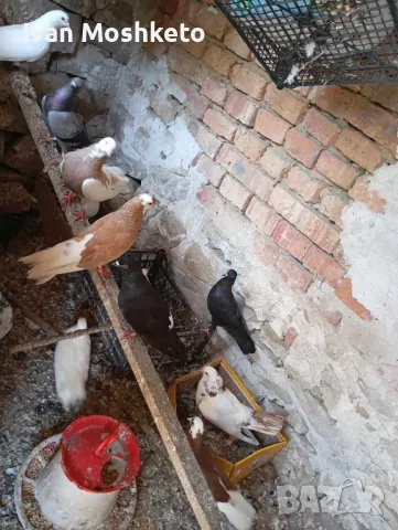 Продавам гълъби!