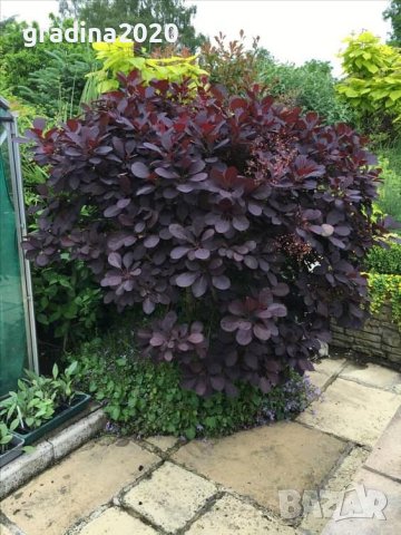 Червена Смрадлика (Cotinus coggygria 'Royal Purple'), снимка 9 - Разсади - 40979101