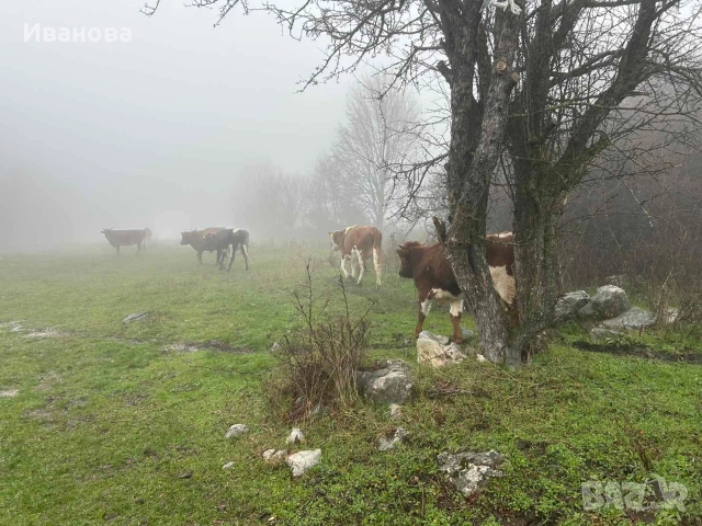 Купувам имот село Летница Драгоман 