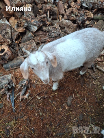 Продавам две женски ярета, снимка 9 - Кози - 53217317