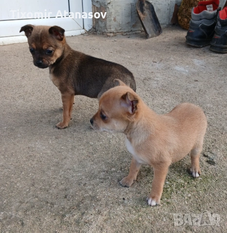 Пинчер, снимка 3 - Чихуахуа - 53464829