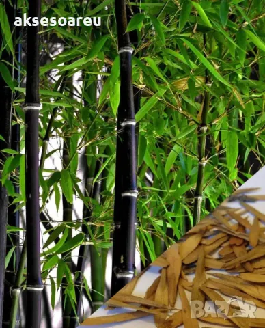 100 бр. ЧЕРНИ бамбукови семена - Phyllostachys nigra - Издръжлив рядък вид вечнозелен черен бамбук, снимка 6 - Сортови семена и луковици - 48993267