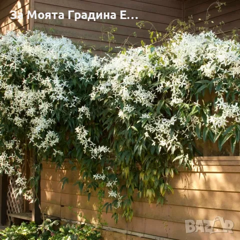 Клематис 2 сорта , снимка 5 - Градински цветя и растения - 49762083