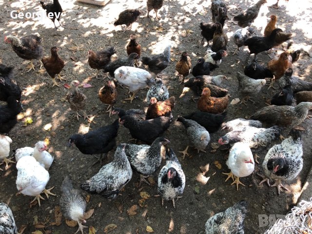 Кокошки и пилета (катунски), снимка 10 - други­ - 41230209