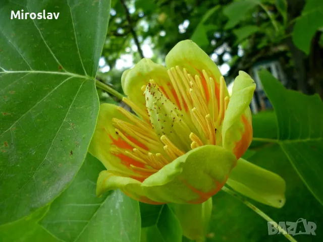 Лирово дърво-(Лириодендрон), снимка 5 - Градински цветя и растения - 49373611