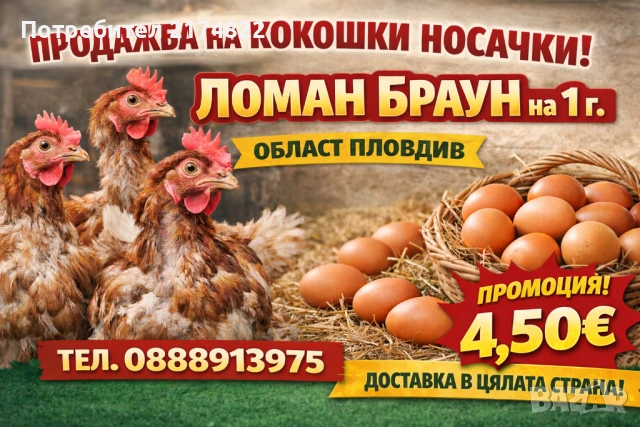 Кокошки носачки Ломан браун 