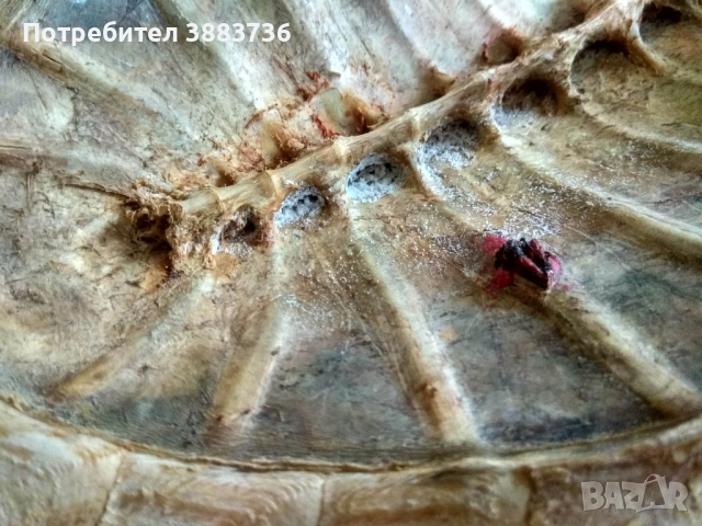 Коруби на морски костенурки, снимка 9 - Декорация за дома - 52330458