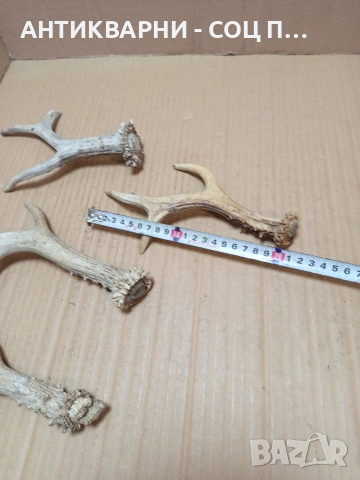 Комплект Стари Малки Рога. НОМЕР 726., снимка 9 - Антикварни и старинни предмети - 53528086