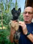 Немско овчарско куче , снимка 3