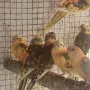 Различни видове екзотични птици , снимка 17