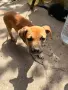 pitbuli svobodni , снимка 1