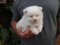 Кученце померан, снимка 2
