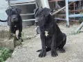 КУЧЕТА КАНЕ КОРСО, снимка 2
