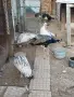Пауни големи и малки, снимка 1