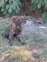 Търсят си дом! Безплатно!, снимка 1