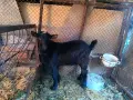 Продавам един пръч и ярета, снимка 4