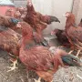 Млади петли Ексел, снимка 1