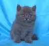 Шотландски клепоухи котенца, снимка 3