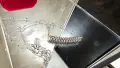 CARTIER Clash de Cartier White Gold Small Model Дамско Колие, снимка 7
