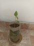 Асимина трилоба, Пау Пау, Индиански банан , снимка 1 - Градински цветя и растения - 41397001