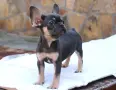Френски булдог бебе , снимка 3
