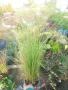 Карекс - Декоративна трева, снимка 7