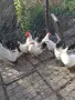 декоративни кокошки, снимка 1