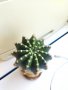 Кактус , снимка 1 - Стайни растения - 38978625