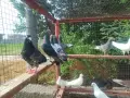 Продавам пазарджишки гълъби, снимка 3