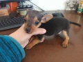 Мъжки мини пинчер, снимка 9