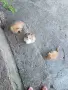 Подарявам 3 малки котенца, снимка 7