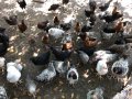 Катунски Кокошки и Петли , снимка 15