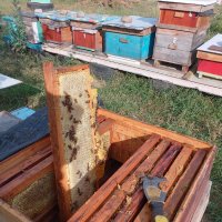Домашен Пчелен мед , снимка 7 - Домашни продукти - 41776231