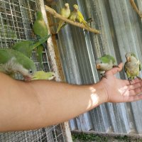 Ръчно хранени папагали монах, снимка 8 - Папагали - 41874888