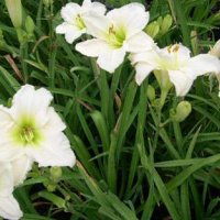 Цветя Хемерокалис – разсад за пролетно засаждане, снимка 5 - Разсади - 41683701