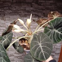 Цъфнала Alocasia Black Velvet , снимка 1 - Стайни растения - 44200114