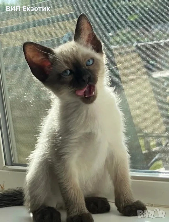 ПРОДАВА СИАМСКИ КОТЕТА, снимка 1