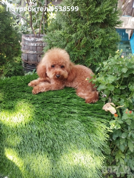 Той Пудел , снимка 1