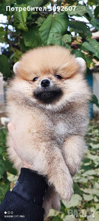 померан момче, снимка 1
