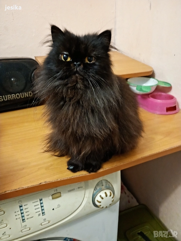 Персийска котка на една година ., снимка 1