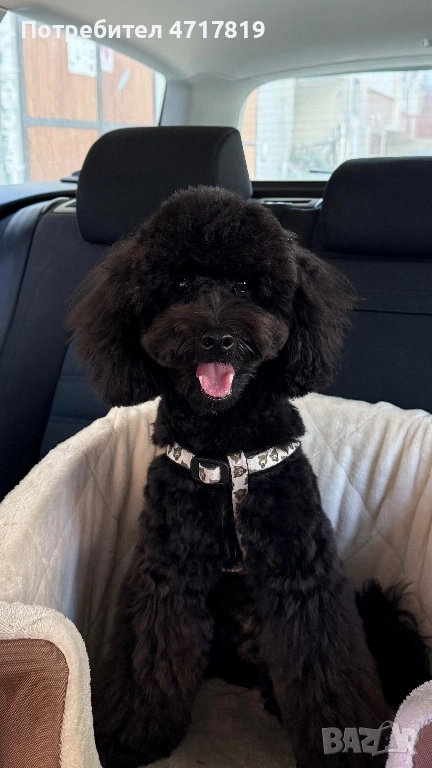 Оскар си търси приятелка , снимка 1