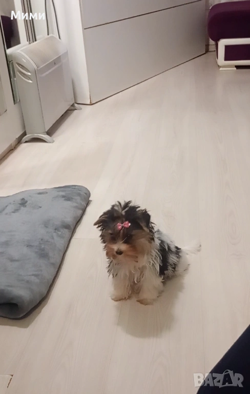 Бивър йоркширски териер , снимка 1