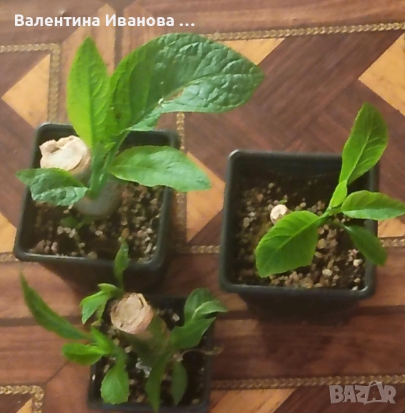 комплект 3 бр ангелски тромпет , снимка 1