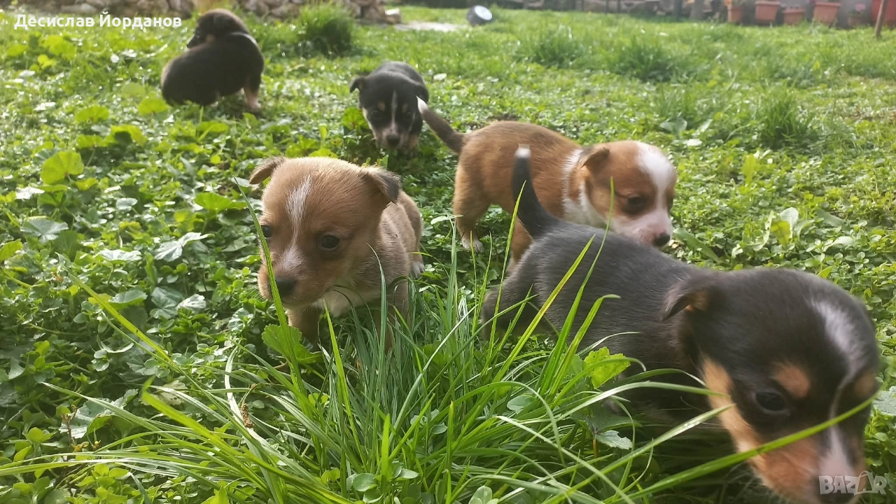 Джак Ръсел Териер, снимка 1