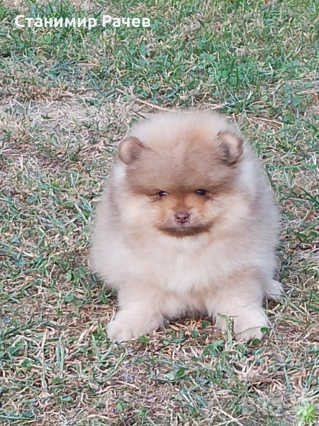 померан померани , снимка 1