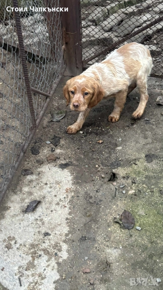 БРЕТОН ШПАНЬОЛ на 3 месеца , снимка 1