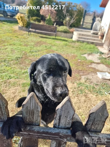 Продавам Лабрадор Ретривър , снимка 1