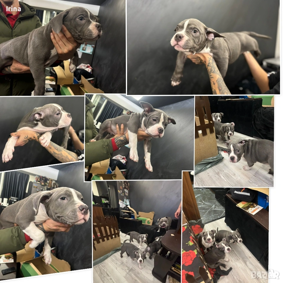 Американско Покет Були, снимка 1