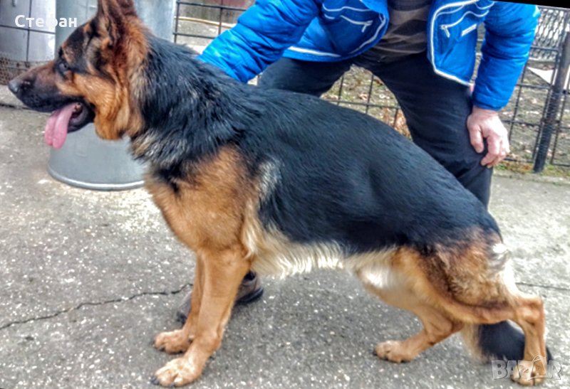 Развъдник за Немско Овчарско Куче, снимка 1