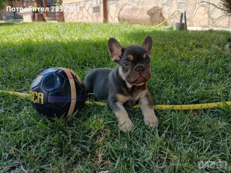 Френски Булдочета, снимка 1